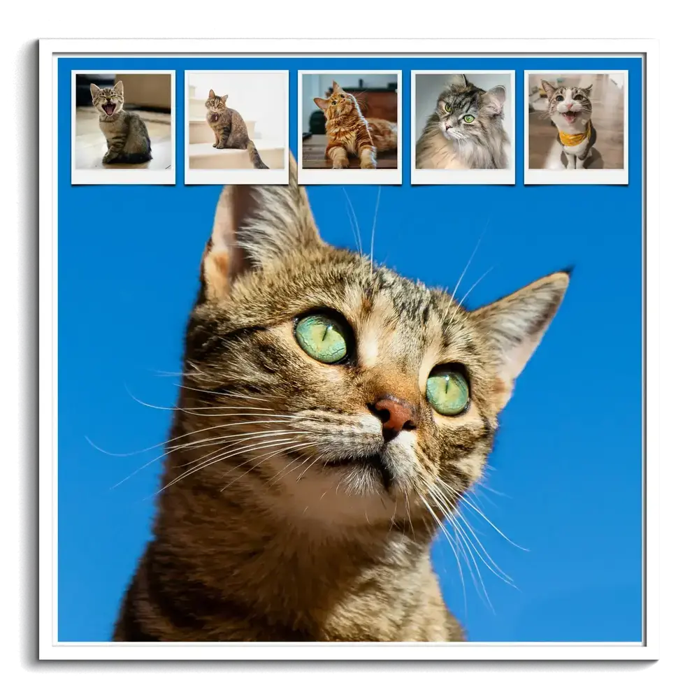 Kattenfotocollage in een witte lijst met een groot kattenportret op een blauwe achtergrond en vijf kleine foto's bovenaan