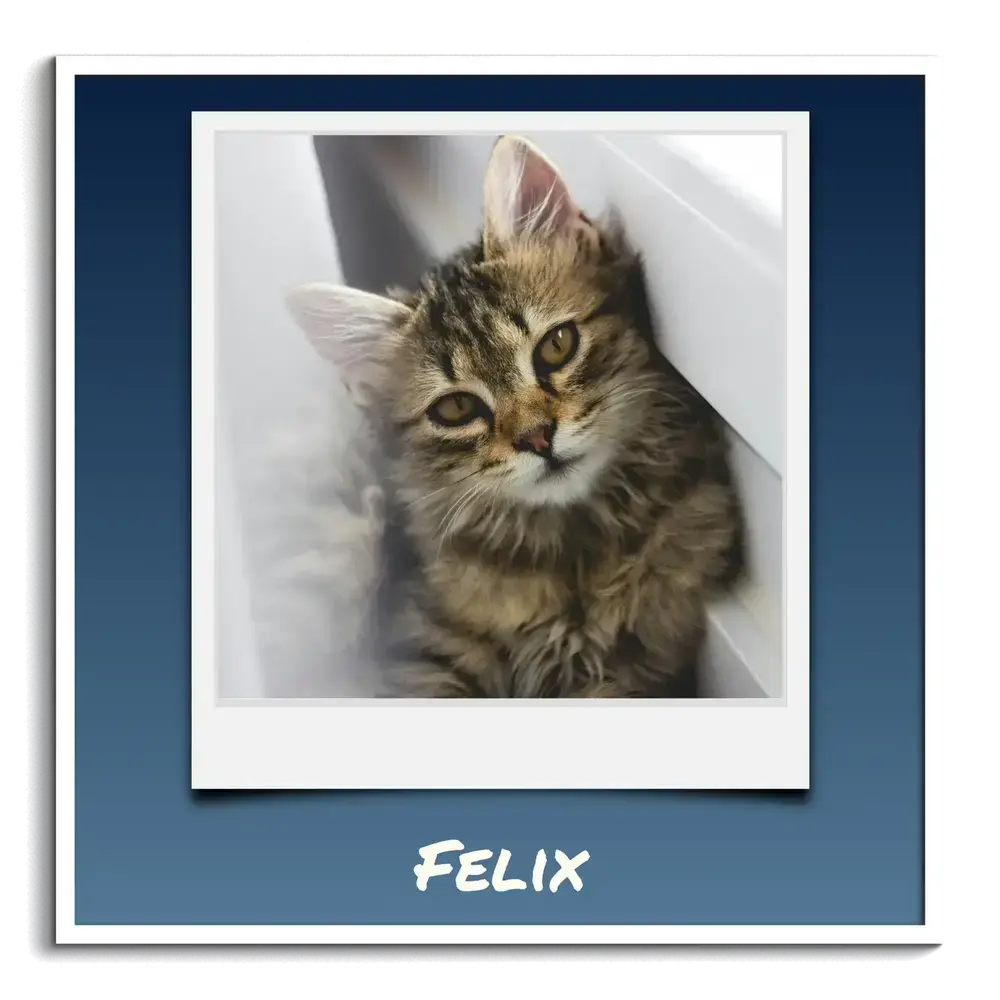 Vierkante kattenposter met een kitten in polaroidstijl en eigen naam op een blauwe achtergrond, in een witte lijst