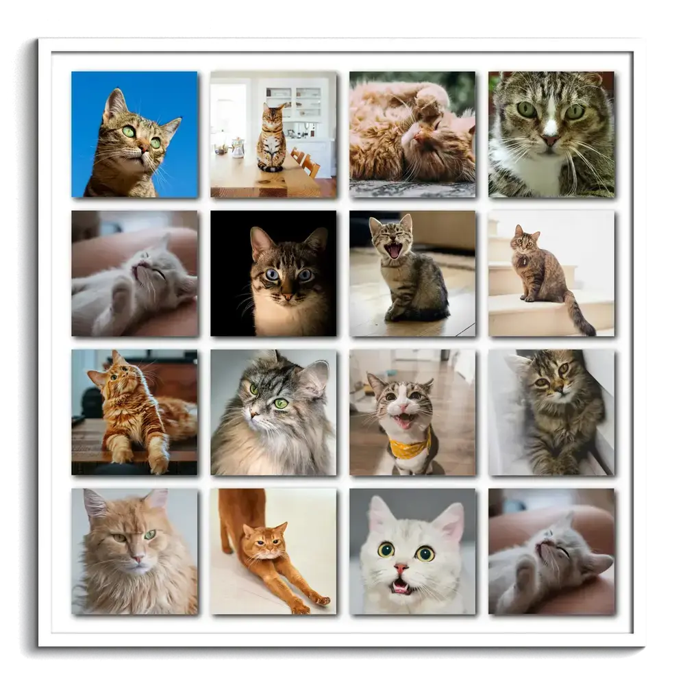 Fotocollage van 16 kattenfoto’s in een regelmatig raster met schaduwen op wit, omlijst met een witte lijst