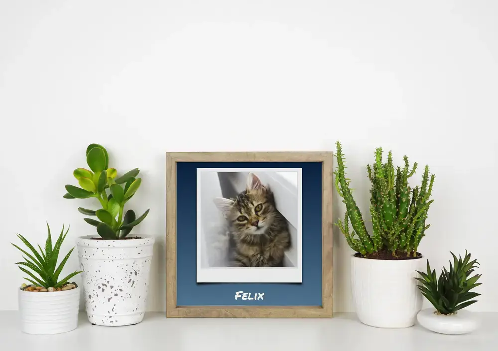 Kittenposter in polaroidstijl met naam op blauw, in een houten lijst tussen kamerplanten op een bureau