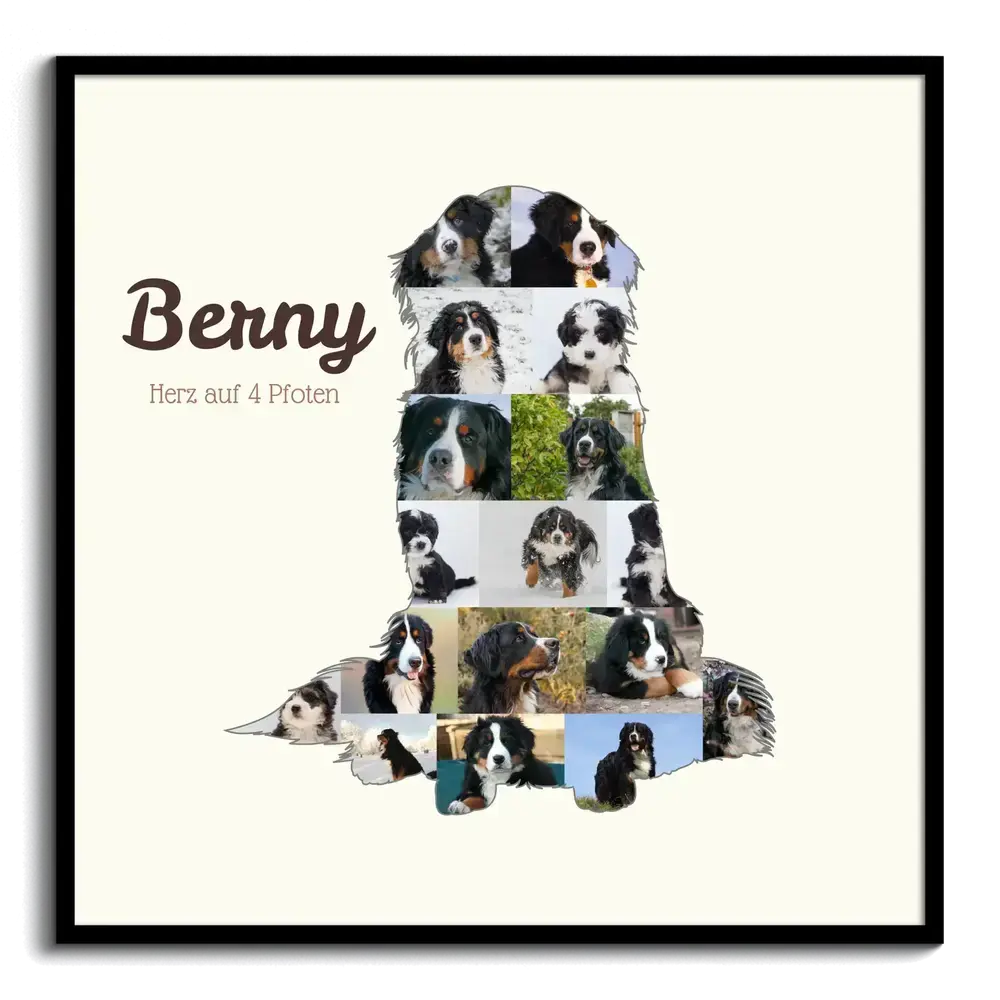 Fotocollage van een zittende berner sennenhond met naam en eigen tekst, op een lichte achtergrond in een zwarte lijst