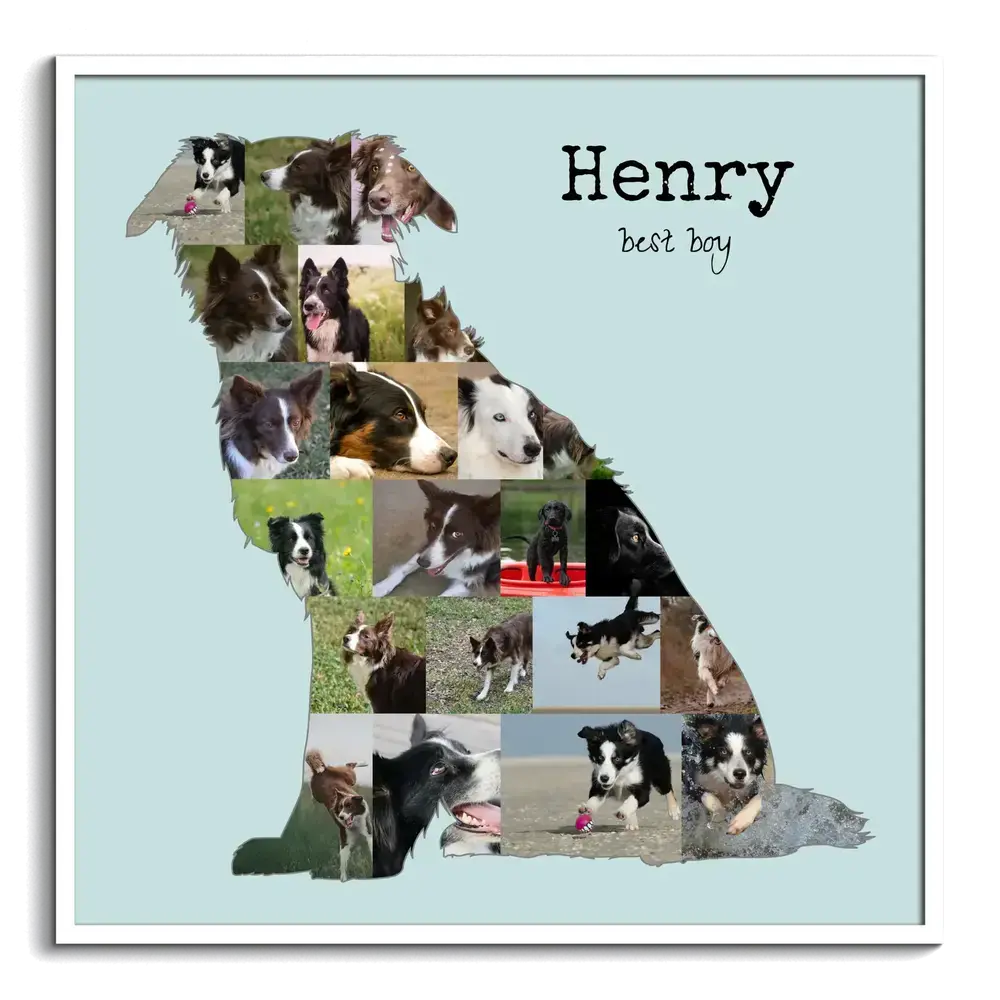 Fotocollage van een zittende bordercollie met naam op lichtblauw in een witte lijst, cadeau voor een hondenbaasje