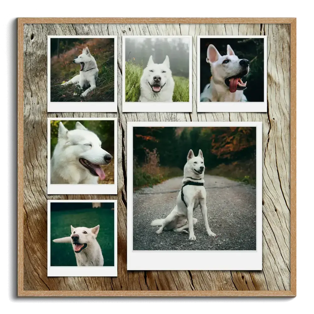 Hondenfotocollage in houten lijst met zes polaroidfoto’s van een witte herder op een achtergrond met houtlook