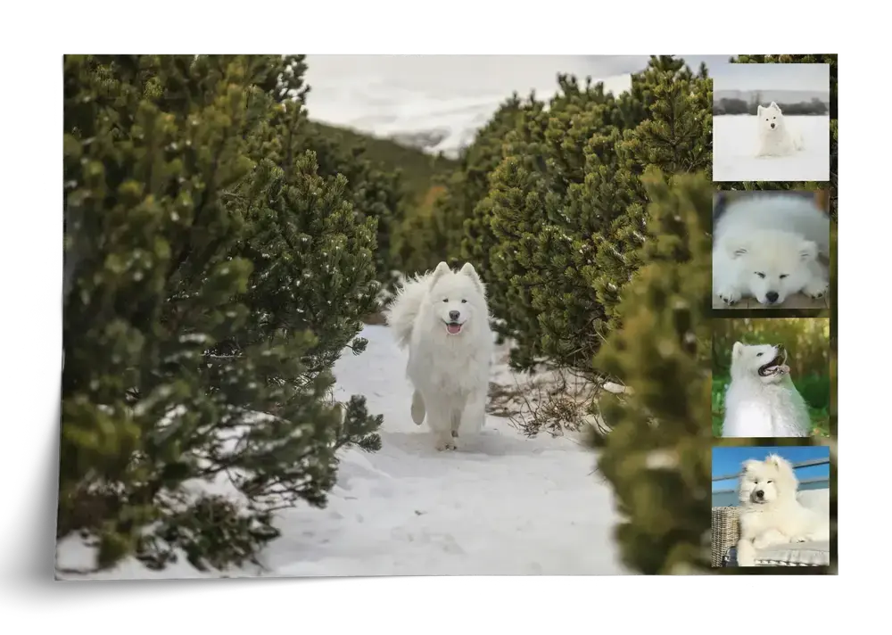 Hondenfotocollage als poster met een grote foto van een samojeed in de sneeuw en vier kleine foto’s rechts