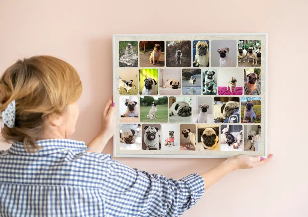 Hondenfotocollage met veel mopshondenfoto’s met afgeronde hoeken, in een witte lijst aan een roze muur