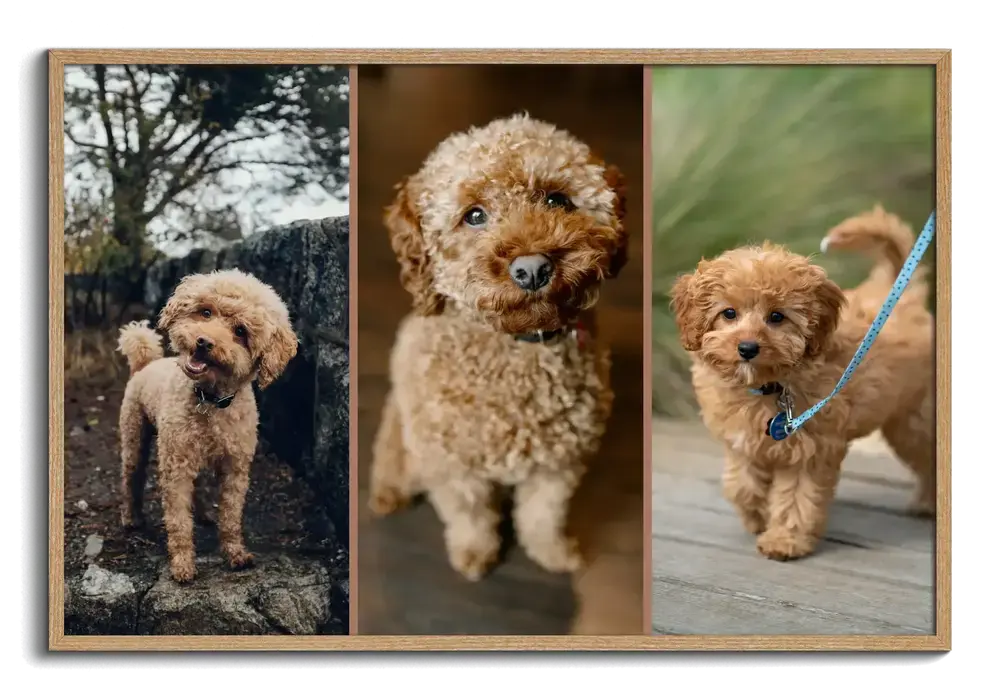 Hondenfotocollage met drie poedelportretten naast elkaar in een naturel houten lijst, cadeau voor hondenliefhebbers