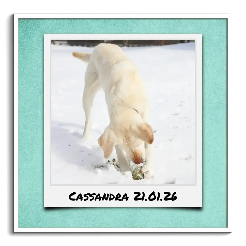 Hondenfoto in polaroidstijl op turquoise met naam en datum in een witte lijst, met een hond in de sneeuw