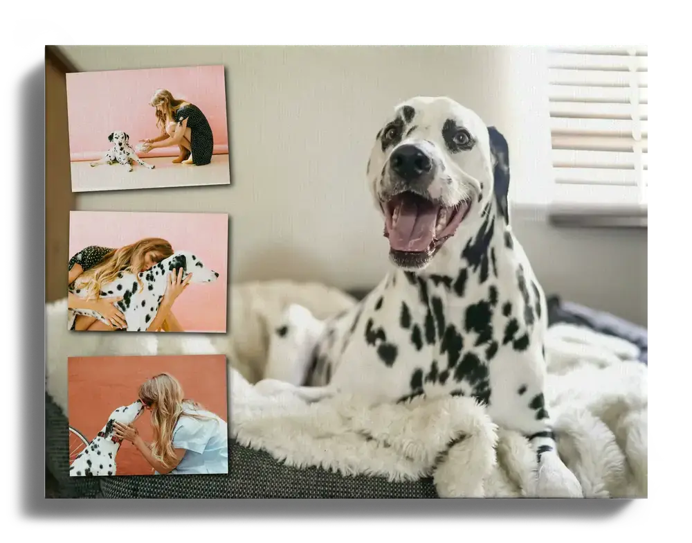Fotocollage op canvas met een dalmatiër als grote achtergrondfoto en drie kleine foto's links