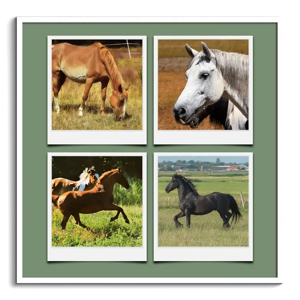 Fotocollage met vier paardenfoto’s in polaroidstijl op een groene achtergrond, in een witte lijst