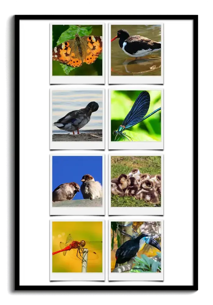 Fotocollage in polaroidstijl met acht natuurfoto’s van vogels, een vlinder en libellen, in een zwarte lijst