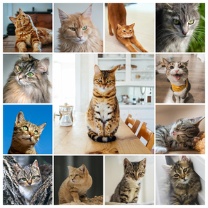 Maak nu een kattenfoto-collage met sjablonen en jouw tekst - Hart op 4 pootjes