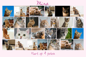 Maak nu een kattenfoto-collage met sjablonen en jouw tekst - Hart op 4 pootjes