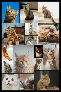 Maak nu een kattenfoto-collage met sjablonen en jouw tekst - Hart op 4 pootjes