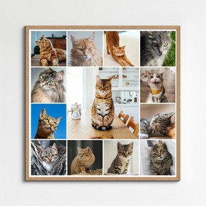 Maak nu een kattenfoto-collage met sjablonen en jouw tekst - Hart op 4 pootjes