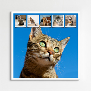 Maak nu een kattenfoto-collage met sjablonen en jouw tekst - Hart op 4 pootjes
