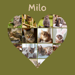 Maak nu je kattenfoto hart-collage - met eigen tekst of naam
