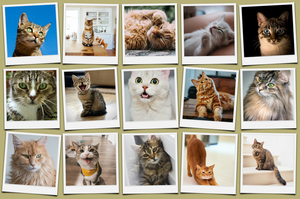 Polaroid collage van je kattenfoto's – maak nu met naam en eigen tekst Polaroid collage van je kattenfoto's – maak nu met naam en eigen tekst
