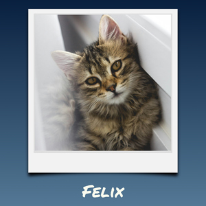 Polaroid collage van je kattenfoto's – maak nu met naam en eigen tekst Polaroid collage van je kattenfoto's – maak nu met naam en eigen tekst