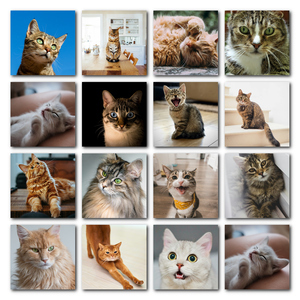 Polaroid collage van je kattenfoto's – maak nu met naam en eigen tekst Polaroid collage van je kattenfoto's – maak nu met naam en eigen tekst