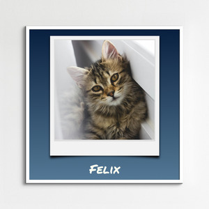 Polaroid collage van je kattenfoto's – maak nu met naam en eigen tekst Polaroid collage van je kattenfoto's – maak nu met naam en eigen tekst