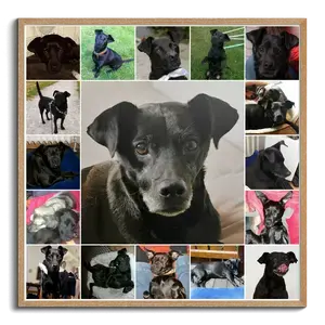 Creëer jouw persoonlijke hondenfotocollage - Een uniek cadeau voor hondenliefhebbers!