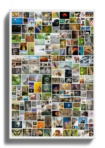 Creëer jouw wilde fotocollage als groot wandkunstwerk tot 200 foto's!