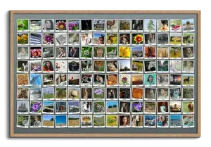 Creëer je eigen unieke Polaroid rastercollage met meer dan 100 foto's!