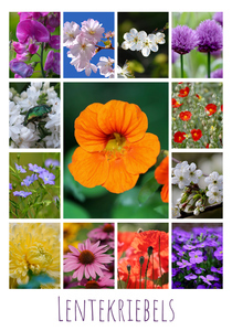 Ontwerp je bloemen-fotocollage – premium print: lente, rozen, zonnebloemen, tulpen Ontwerp je bloemen-fotocollage – premium print: lente, rozen, zonnebloemen, tulpen