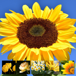 Ontwerp je bloemen-fotocollage – premium print: lente, rozen, zonnebloemen, tulpen Ontwerp je bloemen-fotocollage – premium print: lente, rozen, zonnebloemen, tulpen