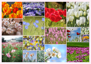 Ontwerp je bloemen-fotocollage – premium print: lente, rozen, zonnebloemen, tulpen Ontwerp je bloemen-fotocollage – premium print: lente, rozen, zonnebloemen, tulpen