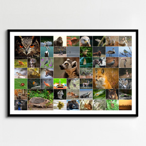 Dieren, vogels & natuur fotocollage – ontwerp nu jouw premium print