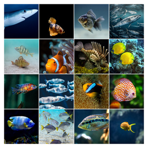 Onderwater fotocollage maken – duikfoto's: maak en bestel premium afdruk met sjablonen