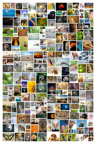 Creëer jouw wilde fotocollage als groot wandkunstwerk tot 200 foto's!