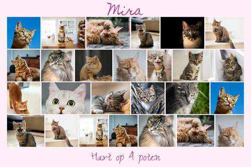 Maak nu een kattenfoto-collage met sjablonen en jouw tekst - Hart op 4 pootjes