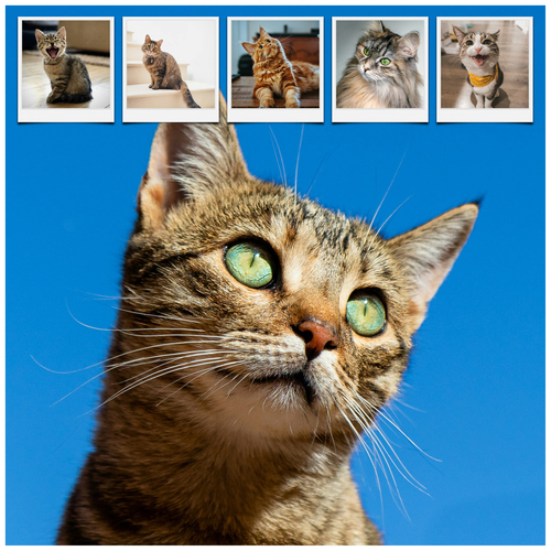 Maak nu een kattenfoto-collage met sjablonen en jouw tekst - Hart op 4 pootjes