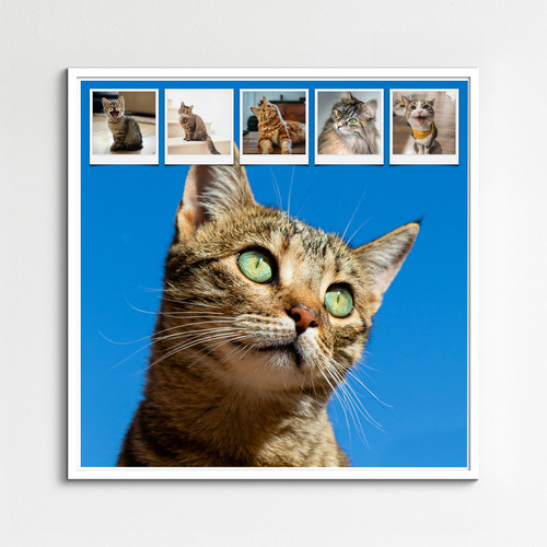 Maak nu een kattenfoto-collage met sjablonen en jouw tekst - Hart op 4 pootjes