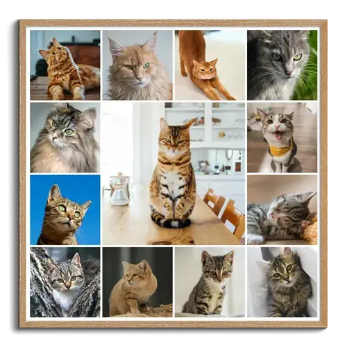 Maak nu een kattenfoto-collage met sjablonen en jouw tekst - Hart op 4 pootjes