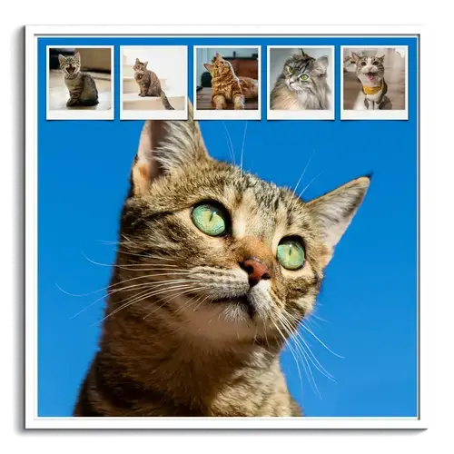 Kattenfoto Collage met Persoonlijke Teksten