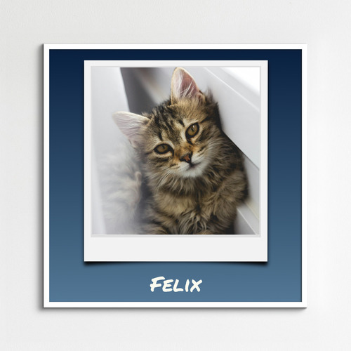 Polaroid collage van je kattenfoto's – maak nu met naam en eigen tekst