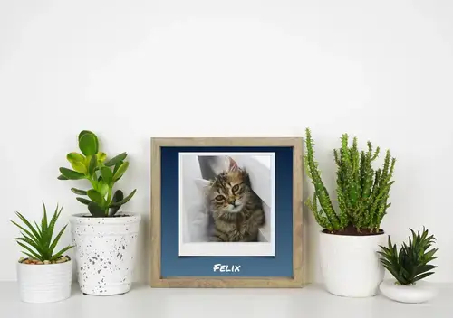 Polaroid Collage: Kattenfoto met Eigen Tekst