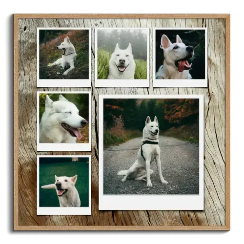Fotocollage hond met veel ontwerpmogelijkheden