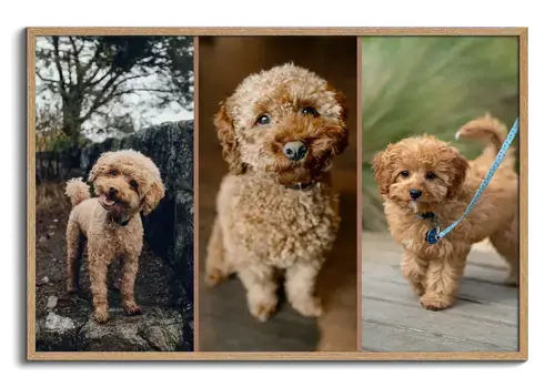 Fotocollage hond: hart, 3 scènes of Polaroid