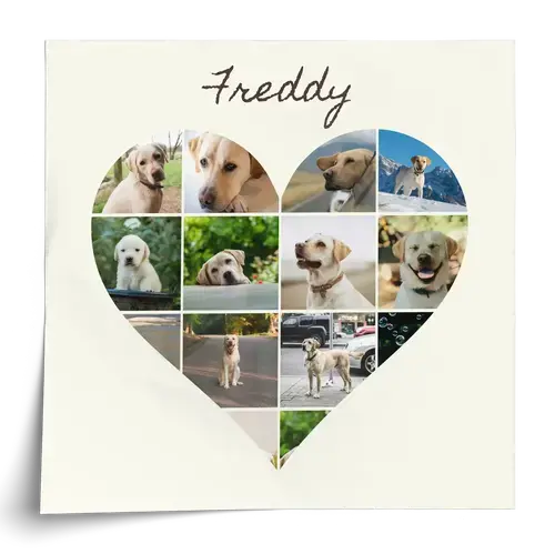 Fotocollage hond: hart, 3 scènes of Polaroid