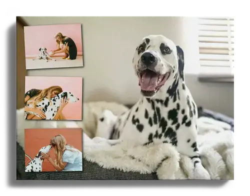 Fotocollage met favoriete foto als achtergrond met hondenfotos
