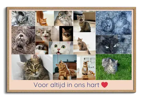 Fotoherinneringen aan geliefde kat