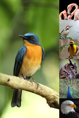 Dieren, vogels & natuur fotocollage – ontwerp nu jouw premium print