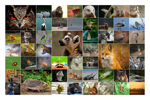 Dieren, vogels & natuur fotocollage – ontwerp nu jouw premium print