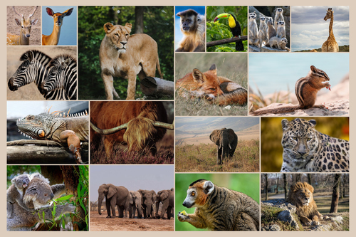 Dieren, vogels & natuur fotocollage – ontwerp nu jouw premium print