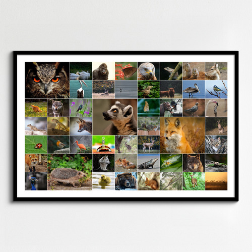 Dieren, vogels & natuur fotocollage – ontwerp nu jouw premium print