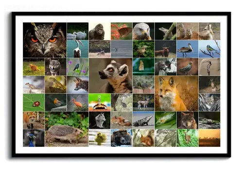Fotocollage van wilde dieren met uil, vos en egel in een speels raster, in liggend formaat met zwarte lijst